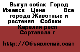 Выгул собак. Город Ижевск › Цена ­ 150 - Все города Животные и растения » Собаки   . Карелия респ.,Сортавала г.
